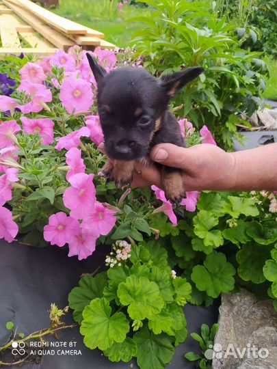 Мини той-терьер