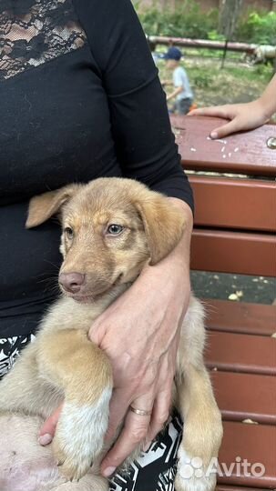 Щенки в добрые руки