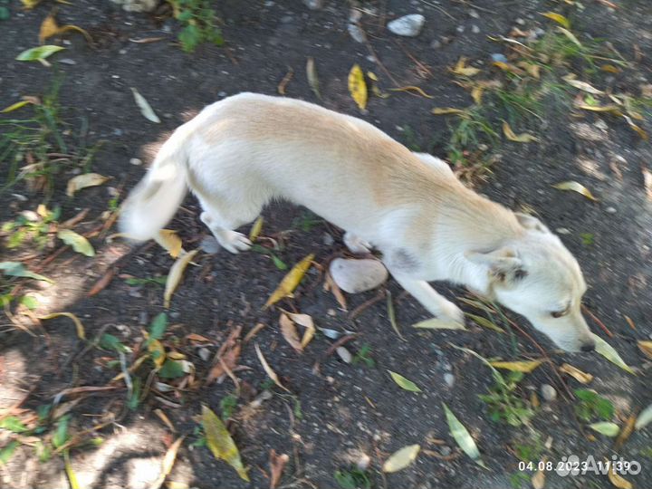 Миниатюрная собачка ищет дом