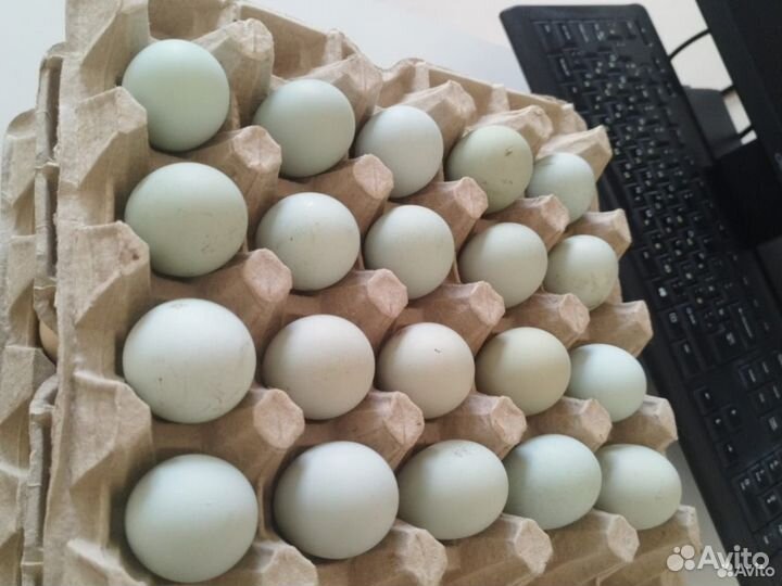 Инкубационное яйцо бройлера росс 308