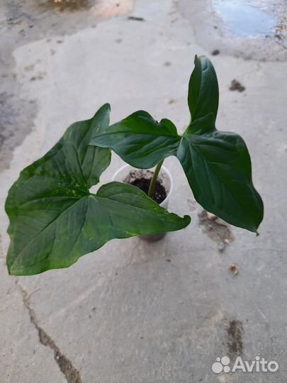 Комнатные цветы