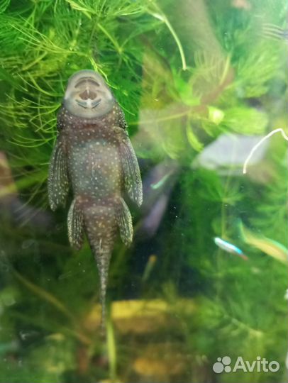 Самки анцитруса