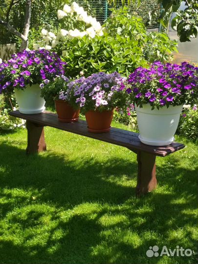 Цветы для сада