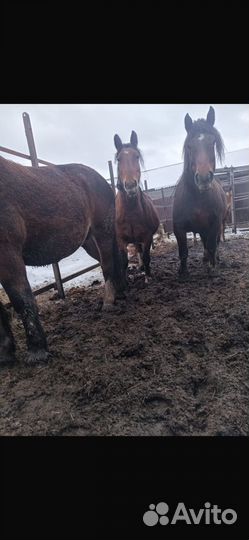 Продам кобыл