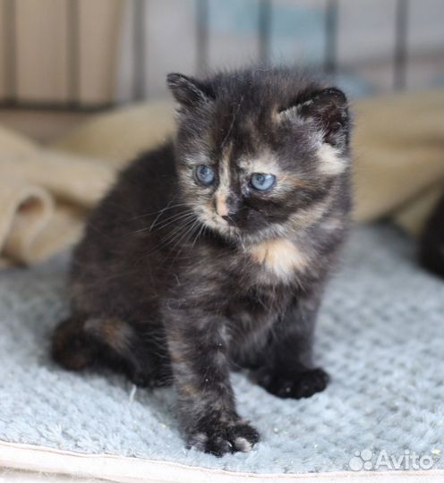 Кошка Чебурашка котенок