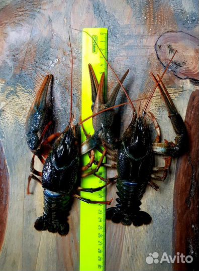 Живые раки, камчатский краб, устрицы живые, мидии