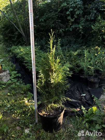 Хвойные растения