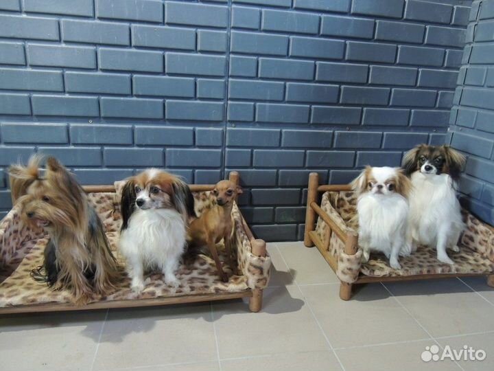 Передержка животных