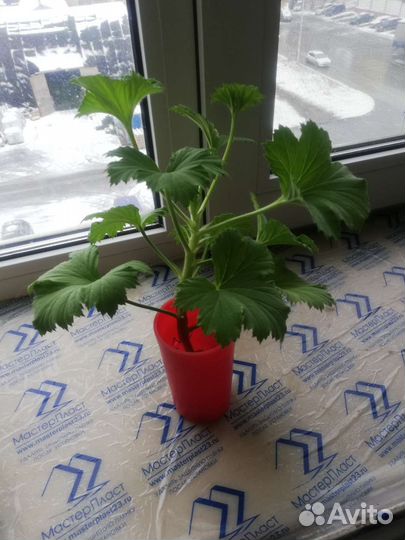 Пеларгония герань