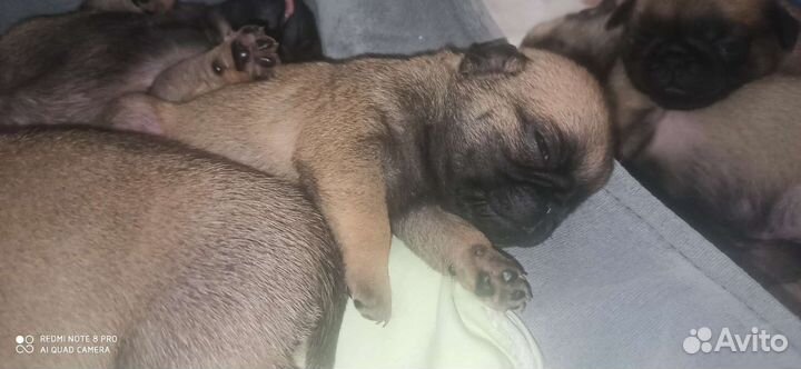 Щенки мопса