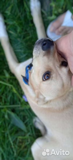 Щенок в добрые руки