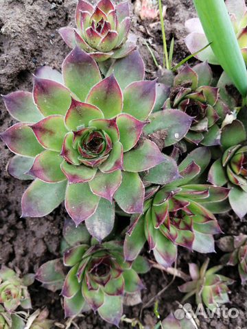 Камнеломка-каменная роза