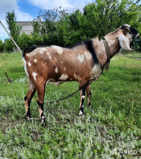 Нубийские козочки