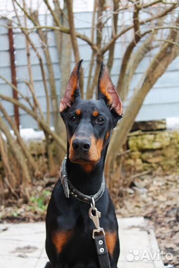 Продается подрощенная девочка добермана РКФ