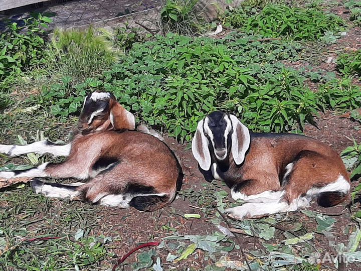 Козлики англо нубийские