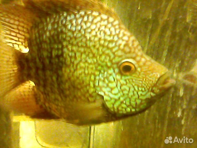 Большой ассортимент аквариумной рыбы