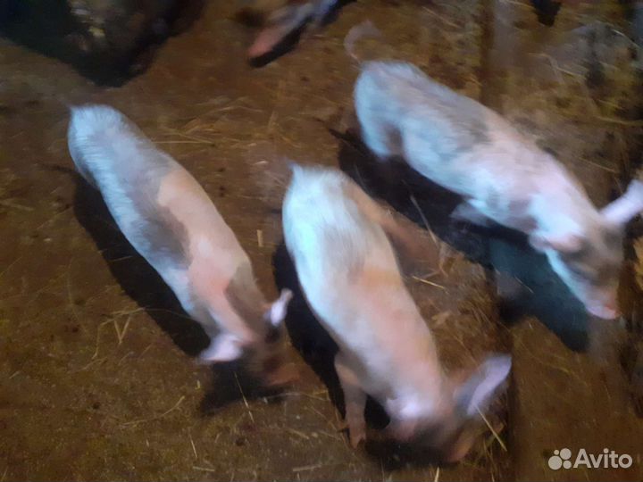 Поросенок ландрас