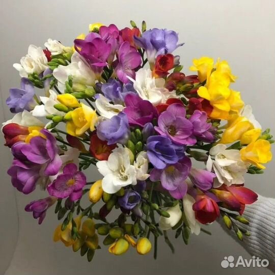 Фрезии цветок