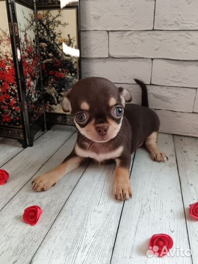 Щенки чихуахуа