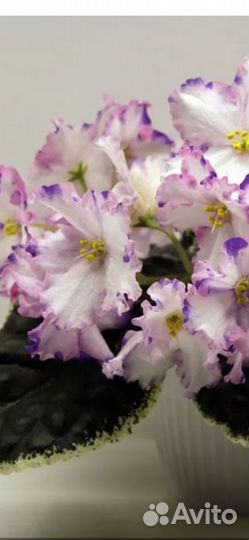 Фиалка Настя