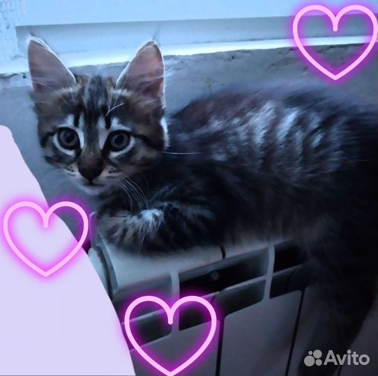 Кошечки 2 месяца