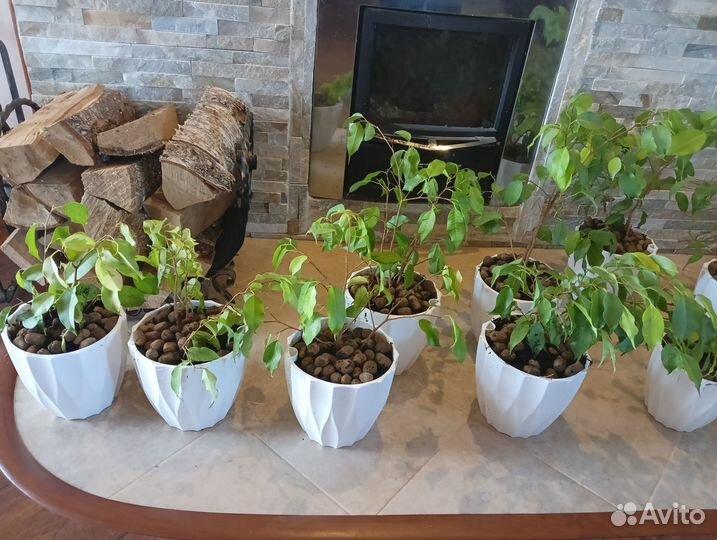 Фикус Бенджамина