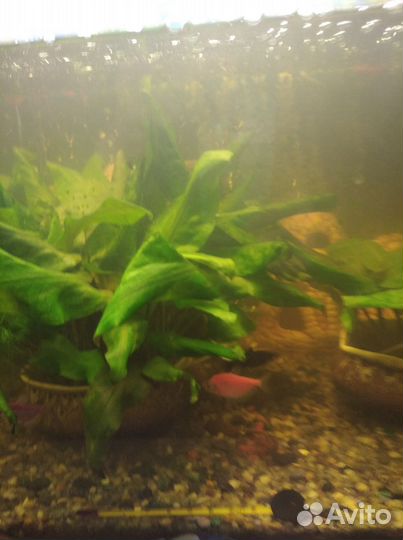 Аквариум