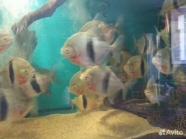 Милеус широкополосый