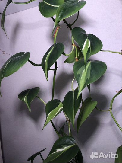 Филодендроны