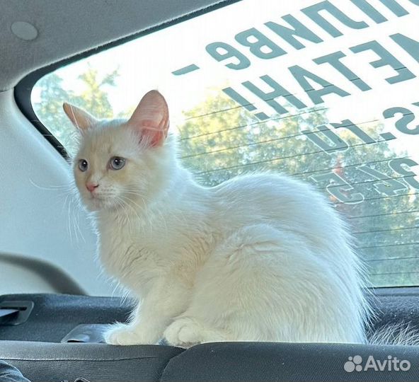 Отдам котенка