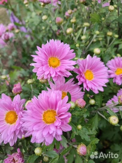 Хризантема