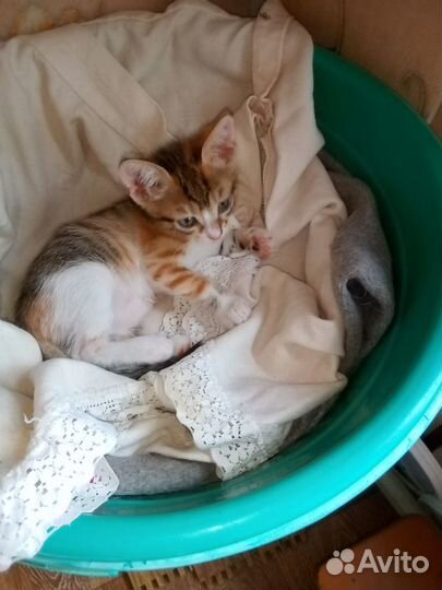 Отдадим котят в добрые руки