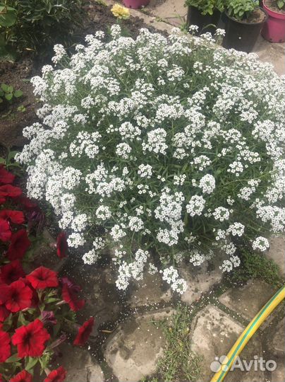 Петунья ампельная разные цвета и сорта