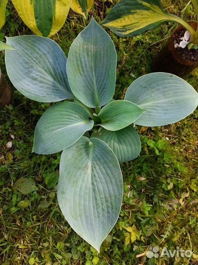 Хоста. 10 сортов