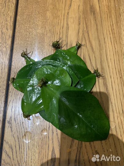 Замиокулькас