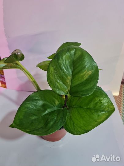 Комнатные растения, эпипремнум Глобал грин