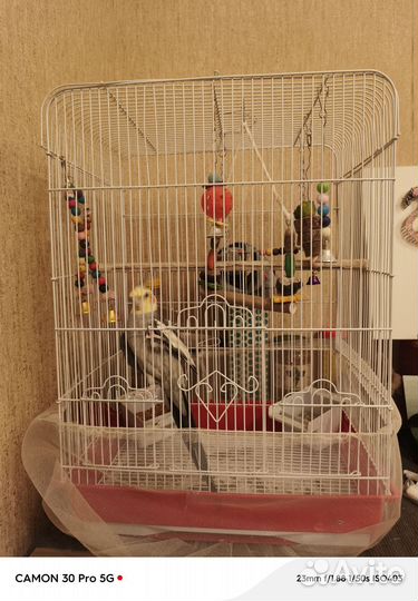 Попугай корелла с клеткой