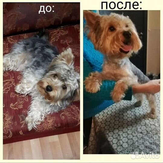 Грумер стрижка собак и кошек