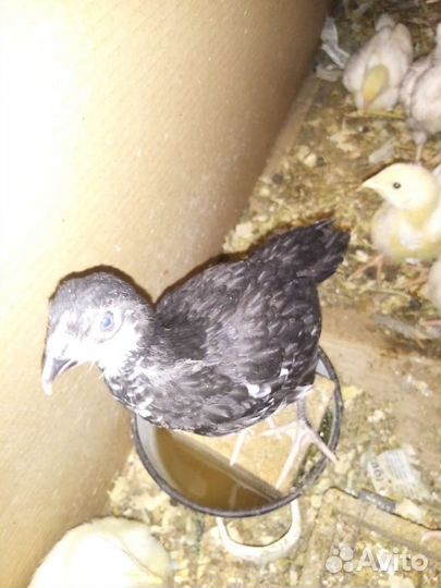 Петухи большие цыплята джерсийский гигант