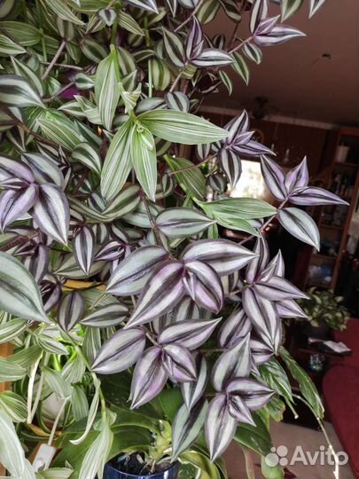 Традесканция