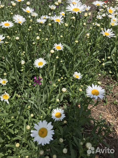 Ромашка смородина