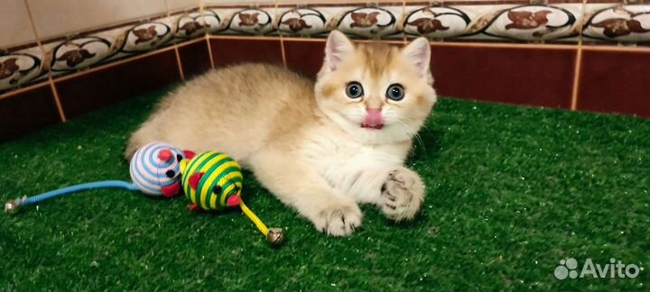 Золотая зеленоглазая шиншилла девочка