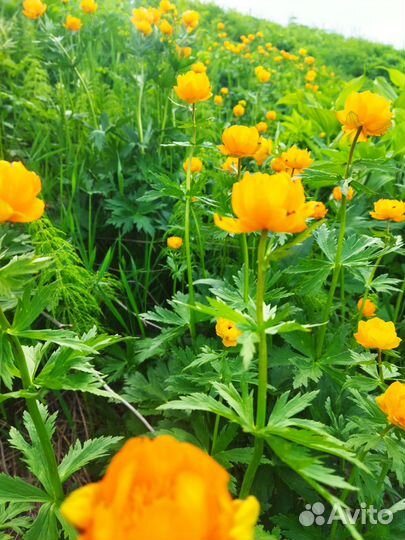 Мёд горный, продукты пчеловодства