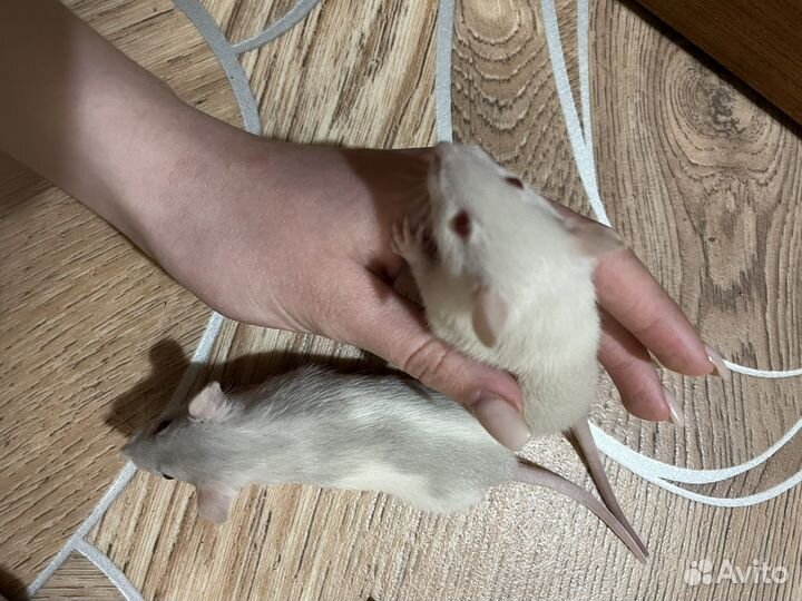 Крыса дамбо