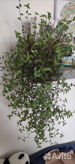 Каллизия желтая