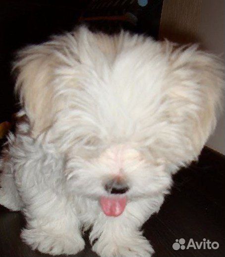 Мальтийская болонка