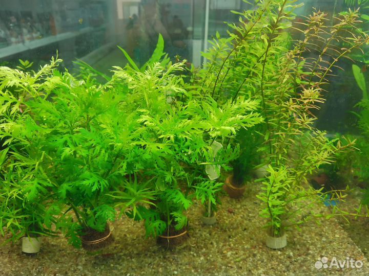Растения для аквариума
