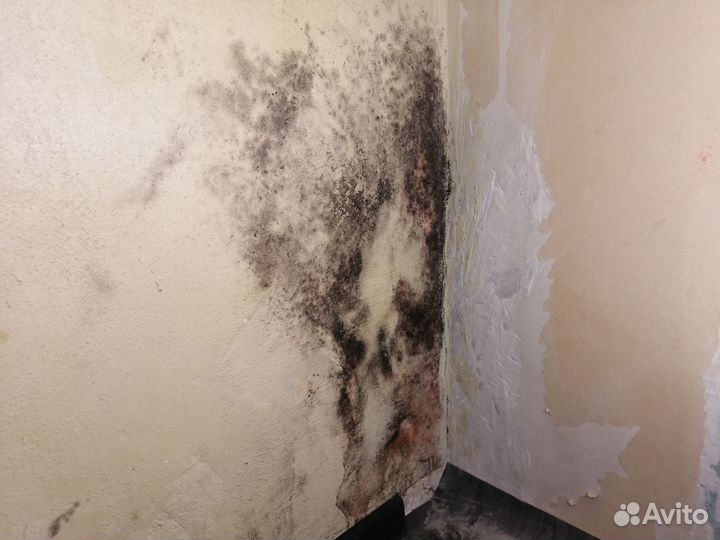 Удаление плесени и грибка дезинфекция
