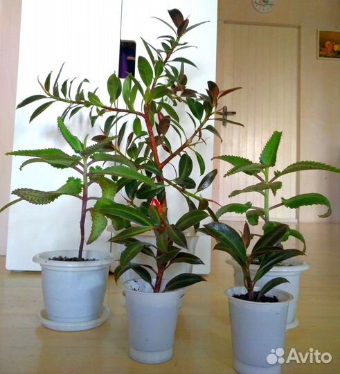 Фикусы, Шефлера, Колонхоэ