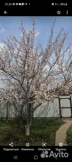 Саженцы абрикос